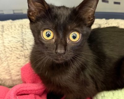 Characteristics Extremely Social Outgoing, Highly Affectionate, Cat Social Health Vaccinations up to date.. Kitten Female Small Black