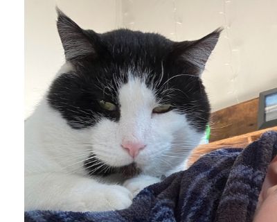 Coat length Short House-trained Yes Health Vaccinations up to date, spayed / neutered, special needs. FeLV - feline leukemia/ compromised immune system Asthma - Using inhaler.. Adult Male Large Black & White / Tuxedo