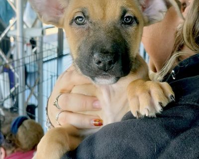 You can fill out an adoption application online on our official website.Meet Hazelwood. Came from Memphis with her mom and 8 siblings! Rescued from being euthanized for space. Flew in by Pilots for Paws. They will be available 11/18/25. To apply to meet Hazelwood, fill out an application at ProjectHopeARF.org.. Puppy Female Medium