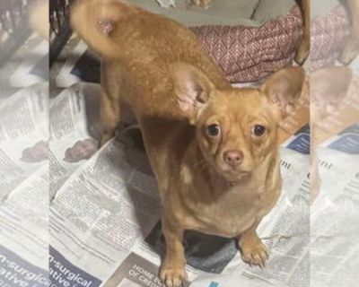 * Location Royal Palm Beach, FL, 33411 USA USA *. Dog Breed: Chihuahua / Mixed. Additional Information Was the Dog Found No