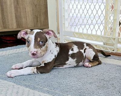 Walnut Hills - American Pit Bull Terrier Female Puppy for Adoption