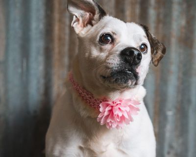 MJ - Bulldog & Chihuahua Mix Female Dog for Adoption