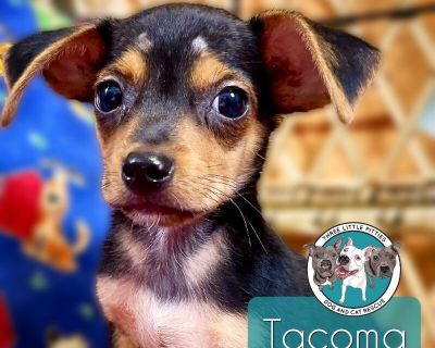 Tacoma Washington - Chihuahua & Dachshund Mix Male Puppy for Adoption