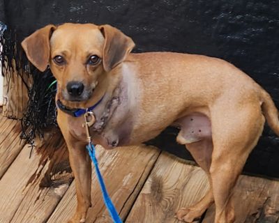 RIDLEY - Beagle Mix Male Dog for Adoption