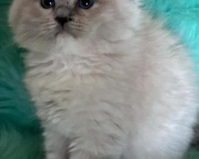 Daisy - Ragdoll Male Cat For Sale
