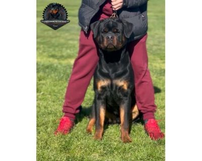 Grim - Rottweiler Male Dog for Adoption