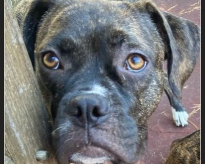 Adele - Female Puppy Boxer / Bulldog for Adoption