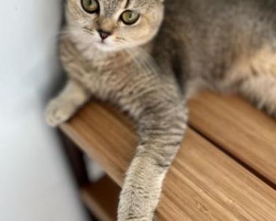 Show quality. Breeding not allowed. Not registered. Please contact me 4702141956 if you are interested!. Rosy it s a 9mo Scottish fold , she fixed and vaccinated. Healthy and very independent. We can t keep her because she likes to be alone but we have other cats. I would like her to go in a loving home that will not have any other cats/dogs . She s a sweet cat but doesn t like to pe picked up ...