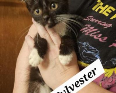 Sylvester - Domestic Male Kitten For Adoption