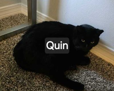Quin - Bombay Female Cat for Adoption