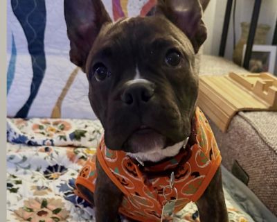 MEET ENNIS - Your New Best Friend! This gorgeous boy is not just adorable he s incredibly smart too! About Ennis: Ennis is a sweet, friendly puppy who has a gift for making friends everywhere he goes. Whether it s with humans or his canine companions, this lovable pup gets along famously with everyone. He s currently fostered with other dogs and absolutely thrives in their company. Personality:...