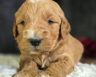 Are you in search for the dearest and most loved puppy on earth? Well, look no further, because I m here. My name is Chief, and I m the cutest puppy that ever lived. My affectionate kisses will steal your heart over with the first one. I will arrive to my new home healthy, happy, vet checked and up to date on vaccinations. So, as you can see, I am the perfect best friend. Aren't you excited? Ju...