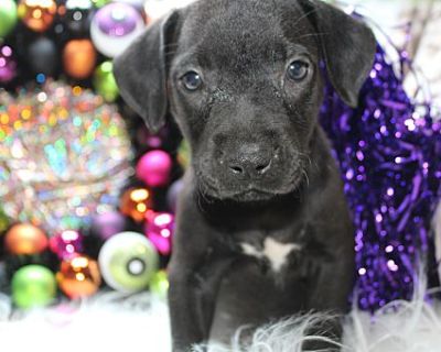 Horseman Hallow - Pit Bull Terrier/Labrador Retriever Mix Male Puppy for Adoption