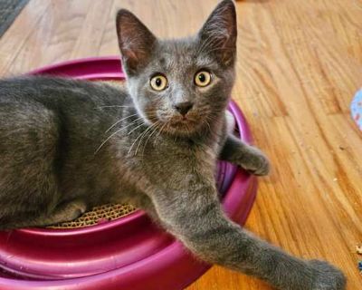 Epic - Domestic Shorthair Male Cat for Adoption