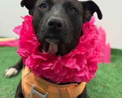 Cora - Pit Bull Terrier & Labrador Retriever Mix Female Dog for Adoption