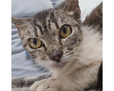 Eeny - Domestic Shorthair Female Cat for Adoption