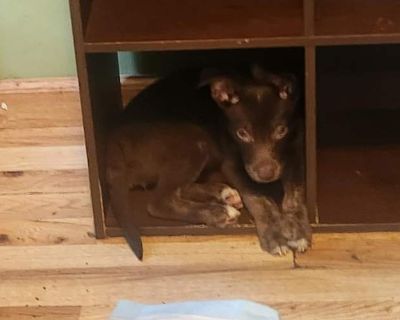 Merple - Pit Bull Terrier Female Puppy for Adoption