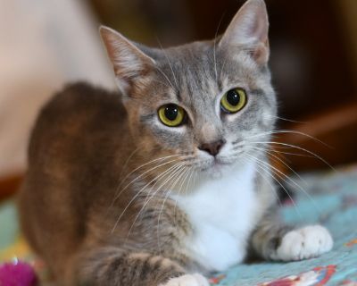 Gracie (Gracie's Litter) - Domestic Short Hair Mix Female Cat for Adoption