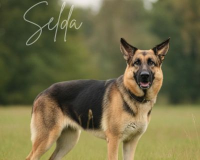 ZELDA GS - German Shepherd Dog Female Dog for Adoption