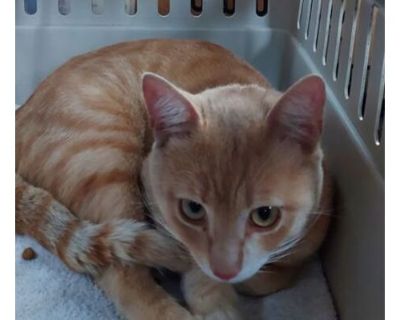 Sunny - Domestic Shorthair/Domestic Mediumhair Mix Male Cat for Adoption