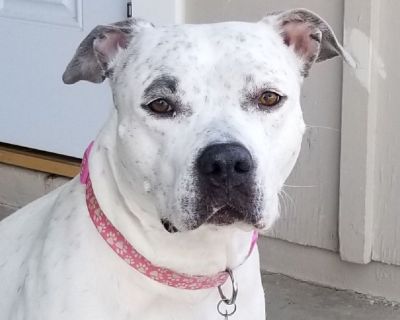 🐾❤Deena's only wish is to have a home for the holidays🐾❤

Saved from euthanasia and now needs a home!!! Graduated training🐾

Honestly folks, I can't say enough positive things about this girl! The boot-camp training was incredible for her. She is SO READY for a home of her own. I see more of her goofy and loving personality every day, which on one hand makes me so happy, and on the other it ...