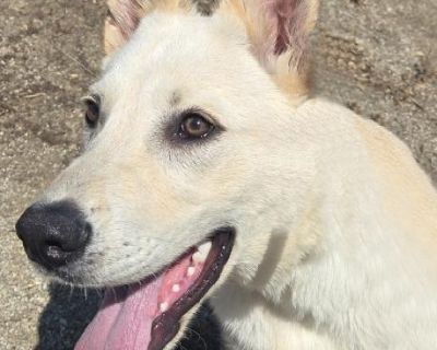 Benny - White German Shepherd Male Dog for Adoption