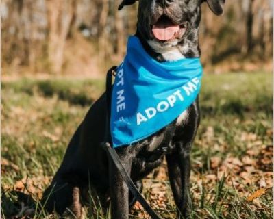 Luigi - Male Puppy Lab mix for Adoption