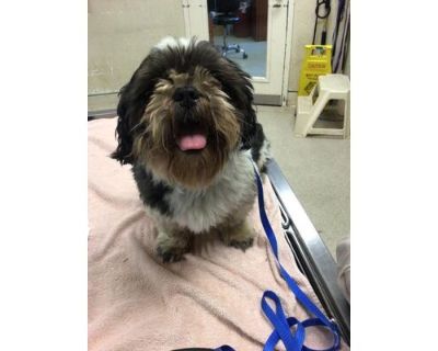 Dog - Shih Tzu Male Dog for Adoption