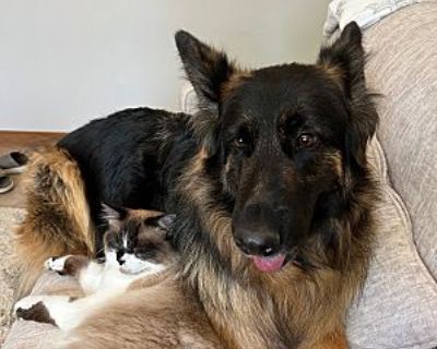 Rogue - German Shepherd Dog Female Dog for Adoption