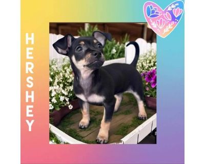 Hershey Imperial - Chihuahua/Mixed Breed (Medium) Mix Female Puppy for Adoption