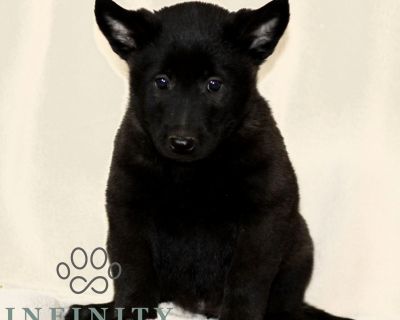 DOB: 9/23/25. Ready to go home: 11/18/25. This sweet CKC Belgian Malinois puppy is looking for a great FURever home! Intelligent, loyal and energetic this puppy is sure to be a fun and active part of your daily life. Comes with a 1 year Genetic Health Guarantee, up-to-date with Vaccinations and Deworming and a Vet issued Health Certificate. Call or Text Jonathan Jr for more information. Deliver...