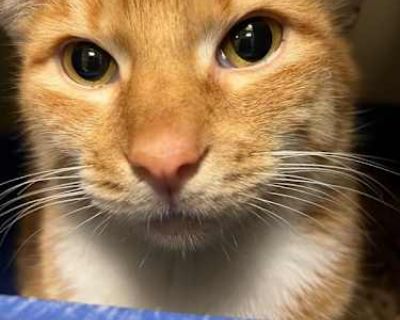 Primary Color: Orange Tabby Secondary Color: White Weight: 15 Age: 4yrs 1mths 0wks. Breed Domestic Shorthair Color Age Adult Sex Male Pet ID 36094 Hair Length