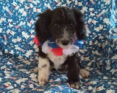 GINGER GEE - Aussiedoodle Female Puppy for Adoption