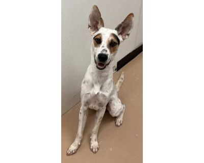 Anubis - Australian Cattle Dog/Mixed Breed (Medium) Mix Male Dog for Adoption