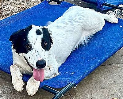 Sadie - Border Collie/Pit Bull Terrier Mix Female Puppy for Adoption