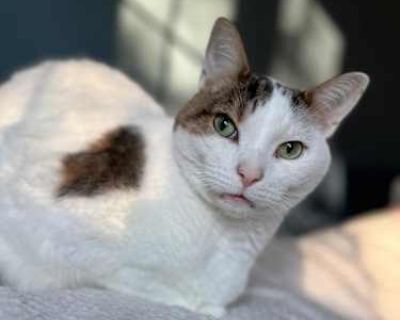 Looking for a cozy, loving companion to snuggle up with? Meet Clyde, a big, beautiful fluffball with a heart just as soft as his fur. This sweet boy is all about love - his favorite things in the world are being held, getting head scratches, and cuddling close. Imagine hugging the world's softest pillow... now imagine it purring! Clyde has a calm, gentle demeanor that will melt your heart. He's...