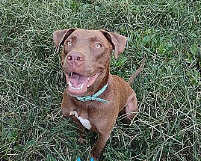 Harvey 2 - Pit Bull Terrier/Mixed Breed (Medium) Mix Male Puppy for Adoption