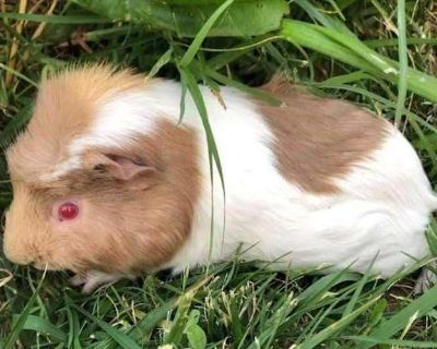 Pippa - Contact info Ask About Me Female for Adoption