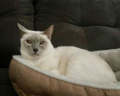 Adoption is $100 which includes her spay, age-appropriate vaccines, microchip and current monthly prevention. To fill out an application for this animal or a general application click HERE.. Good with kids Purebred Spayed / Neutered Housetrained. Breed Siamese Color Cream or Ivory (Mostly) Age Adult Sex Female Pet ID 22052321-C250220 Hair Length short