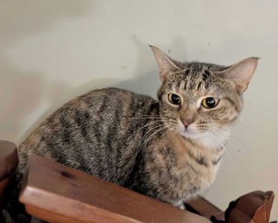 FLOPPY - Tabby Female Cat for Adoption