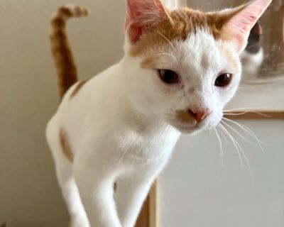 Meet Sage the Sweetest Little Gentleman Sage is a young male cat with a gentle spirit and the softest soul. He was found alone on the side of the road, scared and timid, but with time and love he has completely come out of his shell. Today, Sage is incredibly sweet, affectionate, and dainty in the most endearing way. He gets along wonderfully with other cats, shows no aggression, and doesn t hi...