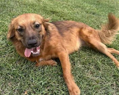 PENNY (COURTESY POST) - Australian Shepherd Female Dog for Adoption