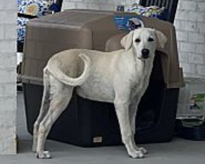 Buddy - Labrador Retriever Male Dog for Adoption