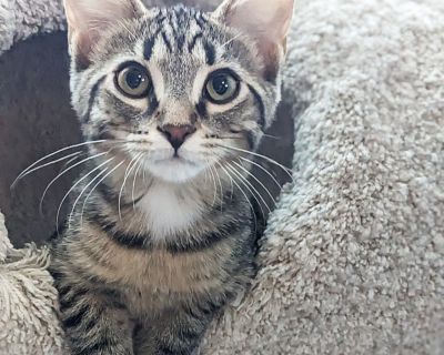 Castiel - Domestic Short Hair & Tabby Mix Male Cat for Adoption