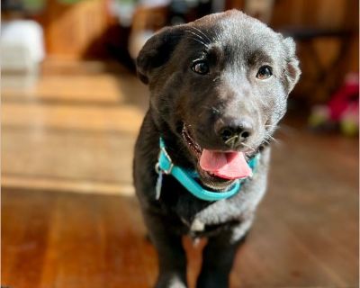 Teddy - Male Puppy Lab / Corgi for Adoption