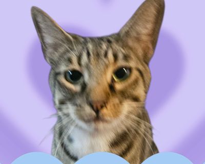 Cookie - Tabby Female Cat for Adoption