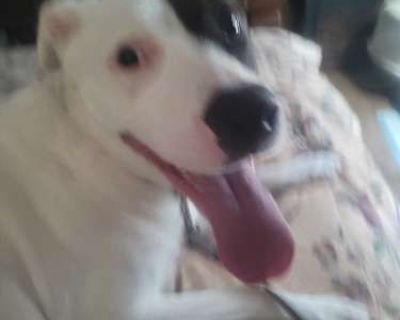 Snow - Mixed Breed (Large) Female Dog for Adoption