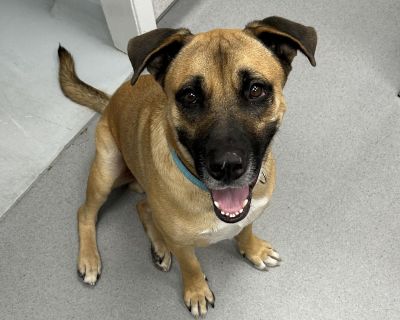 Looking for someone who has it all??? Smart, good looking, sweet AND a great personality.......please meet Landon! Landon is around 2 years old: he LOVES people; good with other dogs; good with cats; house trained; walks Excellent on leash in the heel position; does great at the vet's office; rides great in the car; and is a LOVE BUG! Landon is neutered and vaccinated. He is ready for the next ...