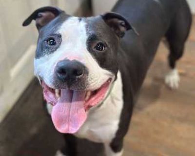 Smalls - American Pit Bull Terrier/Mixed Breed (Medium) Mix Male Dog for Adoption