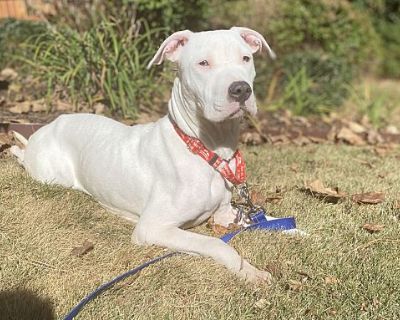 Kayleigh - American Bulldog/Great Dane Mix Female Dog for Adoption